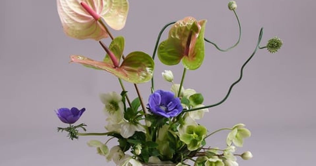 Minimal floral arrangement of green anthuriums, white hellebores and blue anemones with sculptural stems