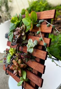 Spring Garden Succulent (Instructor Travels) – Experiences