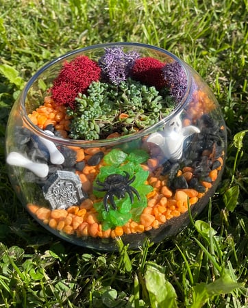 Halloween Succulent Terrarium Class – Experiences in San Mateo