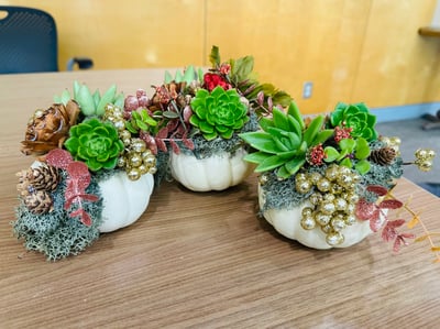 Pumpkin Succulent Planter Experience – Experiences