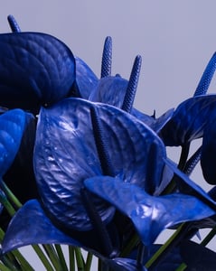 Sculptural Arrangement of Around Thirty Royal Blue Anthuriums – Florists