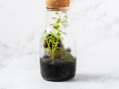 Mini Terrarium Workshop – Experiences