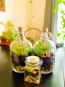 Private Terrarium Making Trailer Workshop, Nationwide – Experiences
