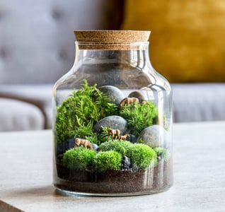 Terrarium Creation Workshop for (Instructor Travels) – Experiences in San Francisco